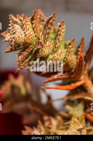 Aloe squarrosa, una specie di piante fiorite succulente. Scarlatto verde macchiato con spine. Primo piano dell'impianto. Coltivazione di piante tropicali in casa Foto Stock