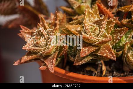 Aloe squarrosa, una specie di piante fiorite succulente. Scarlatto verde macchiato con spine. Primo piano dell'impianto. Coltivazione di piante tropicali in casa Foto Stock