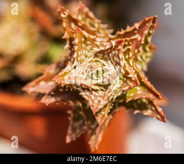 Aloe squarrosa, una specie di piante fiorite succulente. Scarlatto verde macchiato con spine. Primo piano dell'impianto. Coltivazione di piante tropicali in casa Foto Stock