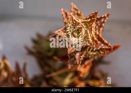 Aloe squarrosa, una specie di piante fiorite succulente. Scarlatto verde macchiato con spine. Primo piano dell'impianto. Coltivazione di piante tropicali in casa Foto Stock