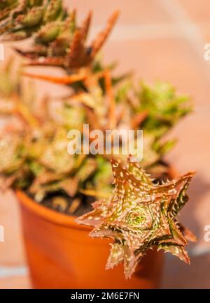 Aloe squarrosa, una specie di piante fiorite succulente. Scarlatto verde macchiato con spine. Primo piano dell'impianto. Coltivazione di piante tropicali in casa Foto Stock