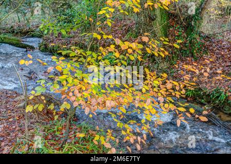 Un tuffo di colore autunnale reso bruscamente su una spiaggia che si estende su un ruscello fluente veloce in un bosco della Cornovaglia, leggermente sfocato sullo sfondo. Foto Stock