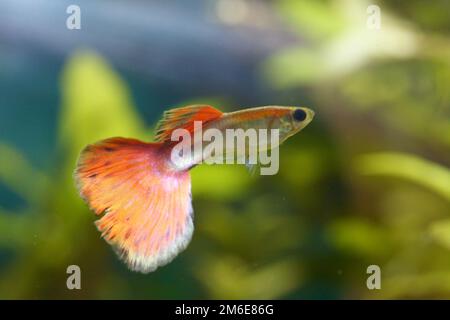 guppy maschio (Poecilia reticulata) Foto Stock