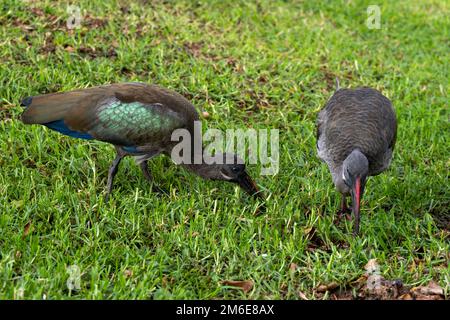 Due neri Ibis Grassing a Fuerteventura, Spagna Foto Stock