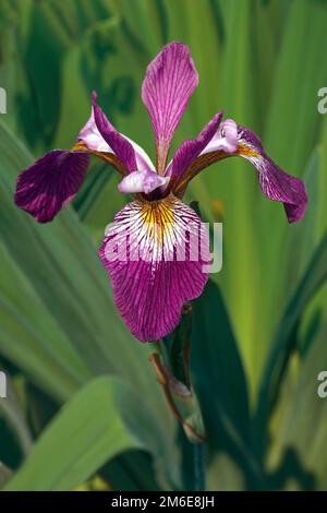 Immagine ravvicinata di John Wood Flag Blue Iris flower (Iris versicolor John Wood) Foto Stock