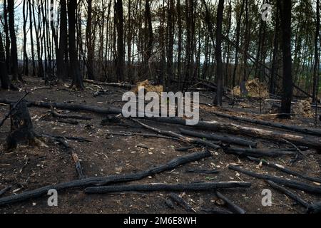 Un pezzo di foresta bruciato nella Renania settentrionale-Vestfalia dopo un grande incendio boschivo Foto Stock