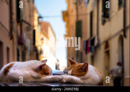 Due gatti che dormono sul tetto di un'auto nel centro storico di Alghero Foto Stock