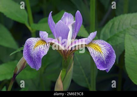 Immagine ravvicinata del fiore di Virginia Iris Foto Stock