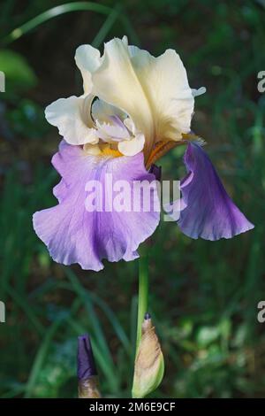 Primo piano immagine di Panama Fling Tall Bearded iris flower Foto Stock
