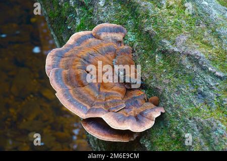 Immagine ravvicinata del fungo resinoso a polipo Foto Stock