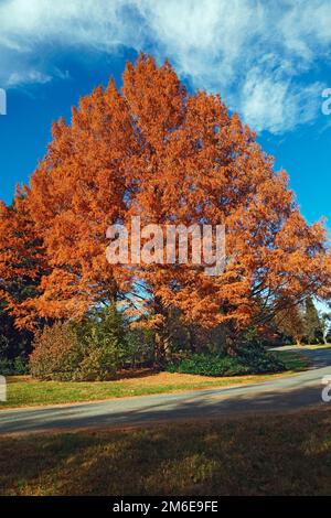 National Dawn redwood Tree in autunno Foto Stock