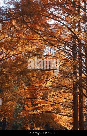 National Dawn redwood alberi in autunno Foto Stock