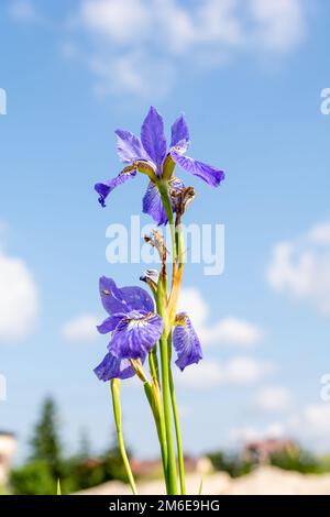 Iris siberiano (Iris sibirica) sul prato in giornata di sole Foto Stock