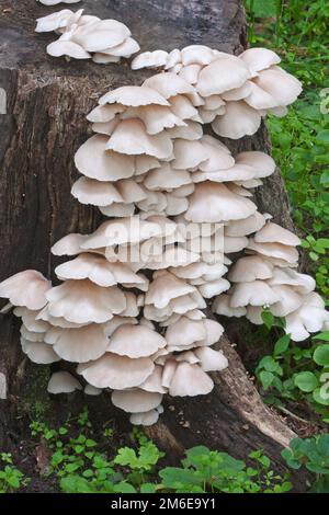 Immagine ravvicinata dei funghi di ostriche indiane Foto Stock
