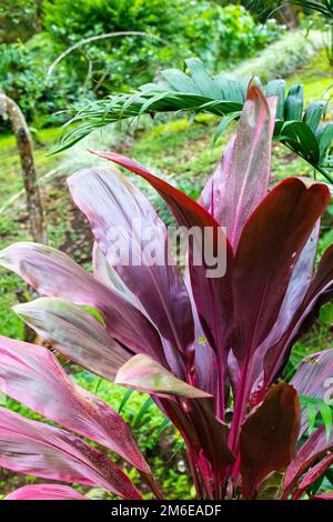 Costa Rica Cordyline frutticosa rosso Foto Stock