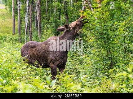 Alce nella foresta mangiare giovani foglie sui rami. Foto Stock