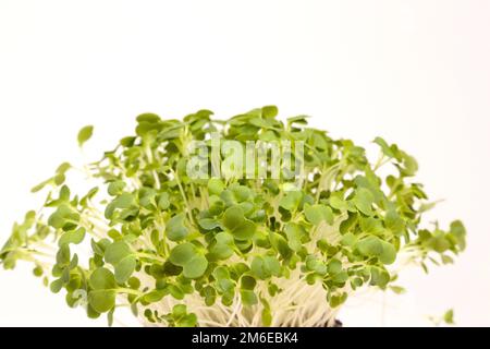Bok Choy microgreens. Germogli di rucola micro verdi su fondo bianco. Piante giovani, giovani pianta e germogli. Foto macro, primo piano. Foto Stock