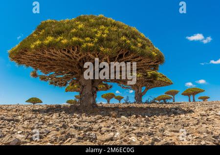 Alberi di drago sull'isola di Socotra, Yemen Foto Stock