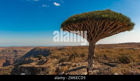 Alberi di drago sull'isola di Socotra, Yemen Foto Stock