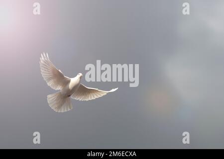 la colomba bianca che diffonde le sue ali vola su un cielo grigio con un fascio di luce Foto Stock