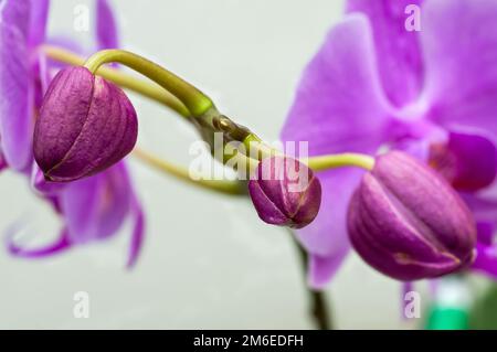 boccioli di orchidea viola su uno sfondo di fiori, primo piano, macro su uno sfondo chiaro, delicati fiori naturali Foto Stock