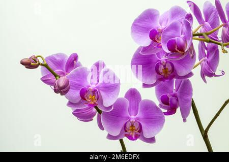 orchidea viola, fiori su un ramo su uno sfondo bianco luminoso primo piano, delicati fiori naturali Foto Stock