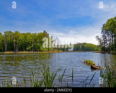 Vista sul lago Schweingarten nella foresta di Serrahn nel Parco Nazionale di Müritz nel Meclemburgo-Pomerania occidentale, Germania Foto Stock