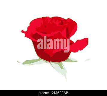 Rosa rossa isolata su sfondo bianco. Una rosa è una pianta perenne boscosa del genere Rosa, appartenente alla famiglia delle Rosaceae, Foto Stock