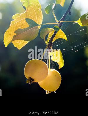 Mele selvatiche gialle su un ramo Foto Stock