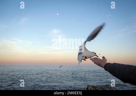 ODESA, UCRAINA - 3 GENNAIO 2023 - Un uomo nutre un gabbiano vicino al Mar Nero a Odesa, Ucraina meridionale. Foto Stock