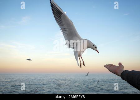 ODESA, UCRAINA - 3 GENNAIO 2023 - Un uomo nutre un gabbiano vicino al Mar Nero a Odesa, Ucraina meridionale. Foto Stock