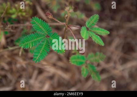Foglia di Touch-me-non pianta (Mimosa pudica), primo piano in natura. Foto Stock