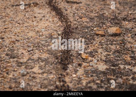 Lungo sentiero di formiche nere su una roccia gialla in una foresta Foto Stock