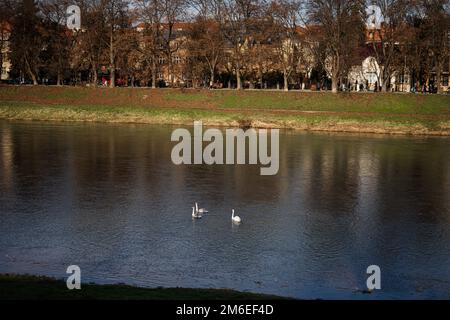 Tre cigni nel fiume Uzh, Uzhgorod. Caldo giorno di sole. Ambiente naturale. Foto Stock