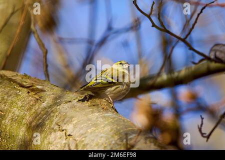 Bella pelle eurasiatica maschio su un albero piano. È anche chiamata la pelle di sidiscia europea o la pelle comune di sidiscia. Spinus spinus, Carduelis spinus. Foto Stock