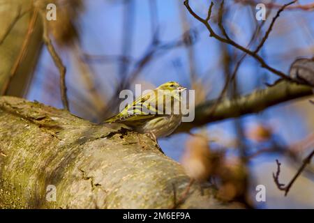Bella pelle eurasiatica maschio su un albero piano. È anche chiamata la pelle di sidiscia europea o la pelle comune di sidiscia. Spinus spinus, Carduelis spinus. Foto Stock