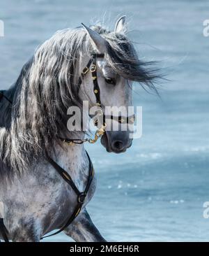 Ritratto primo piano cavallo di razza spagnola con lunga criniera sullo sfondo del mare. Foto Stock