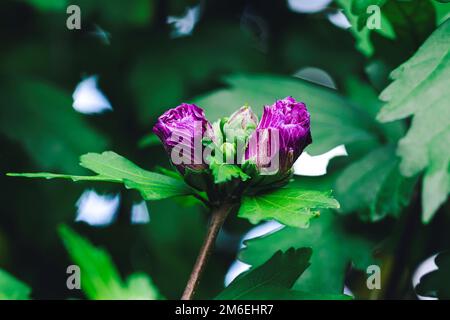 Un vibrante ritratto da vicino dei fiori porpora chiusi di un cespuglio di ibisco siriaco in un giardino. Si chiama anche la rosa di sharon, ketmia siriana, Foto Stock