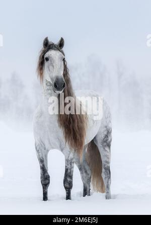 Inverno paesaggio nuvoloso e ananas grigio lungo maneggiato Cavallo andaluso. Foto Stock