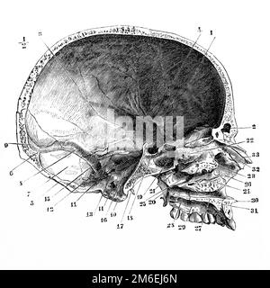 Sezione mediana e anteroposteriore del cranio e del viso. Antica illustrazione da un libro medico. 1889. Foto Stock