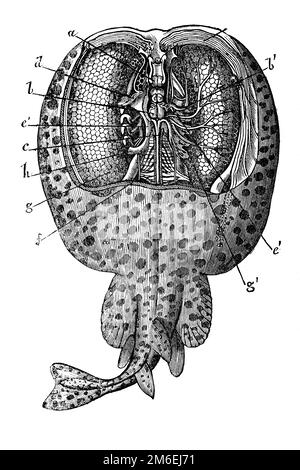 Raggi elettrici marmorizzati. Siluro marmorata. Antica illustrazione da un libro medico. 1889. Foto Stock