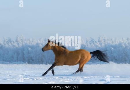 Cavalli di castagno in inverno in tutto il campo. Vista laterale. Foto Stock