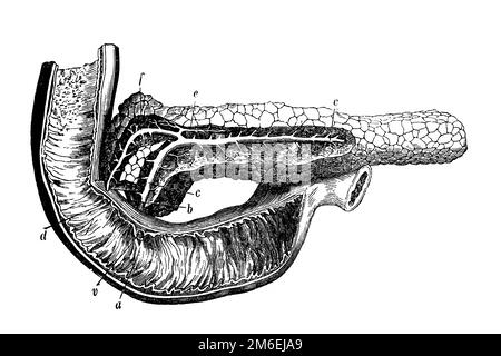 Pancreas. Antica illustrazione da un libro medico. 1889. Foto Stock