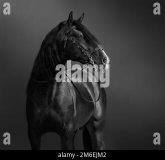 Cavallo andaluso in portoghese barocca bridle. Foto in bianco e nero. Foto Stock