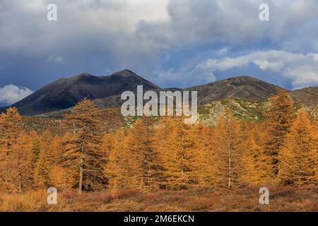 La natura della regione del Magadan. Colline basse e luminose nella tundra, ricoperte di erba e alberi colorati. Tundra russa Foto Stock