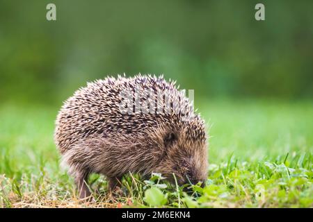 Riccio in cerca di cibo su un prato verde con trifogli in autunno Foto Stock