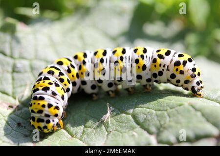 Bruco mullein (Shargacucullia verbasci) Foto Stock