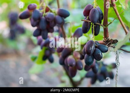 Primo piano dell'uva appesa al ramo. Uve pendenti. Coltivazione dell'uva. Azienda agricola di uva. Gustosi grappoli di uva verde appesi al ramo. Uva. Con selettivo Foto Stock