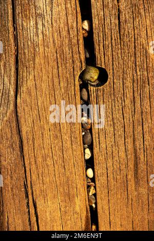 Il potere delle onde ha incorporato spiaggia ciottoli in crepe in un groyne di legno sulla spiaggia di Lowestoft. Groynes è usato per rompere l'azione erosiva dell'onda Foto Stock