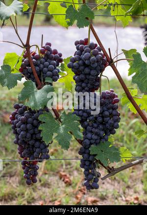 Bel mazzo di uve nere nebbiolo con foglie verdi nei vigneti di Barolo, Piemonte, Langhe e patrimonio dell'umanità dell'UNESCO, Italia Foto Stock